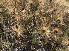 Spinifex hirsutus