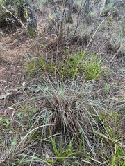 Andropogon cretaceus