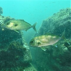 Seriola hippos