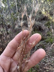 Andropogon cretaceus