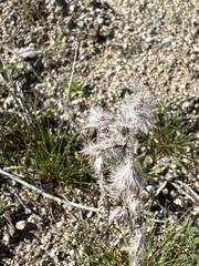 Cryptantha barbigera
