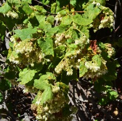 Lasiopetalum schulzenii