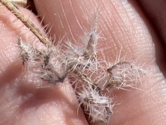 Cryptantha barbigera