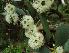 Eucalyptus diversifolia