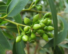 Eucalyptus diversifolia