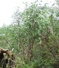 Eucalyptus diversifolia