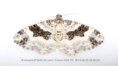 Epirrhoe supergressa