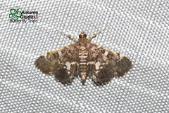 Piletocera sodalis