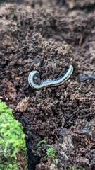 Spirobolellus immigrans