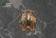 Macaduma borneana