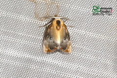Dialithoptera gemmata