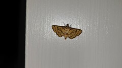Glycythyma chrysorycta