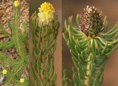 Leucadendron teretifolium