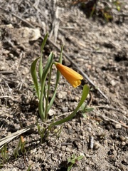 Fritillaria pudica