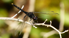Erythemis attala