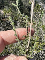 Galium angustifolium