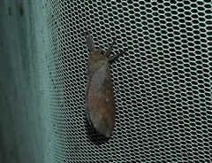 Elhamma australasiae