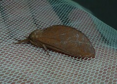 Elhamma australasiae