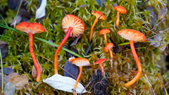 Hygrocybe substrangulata
