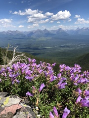 Penstemon ellipticus