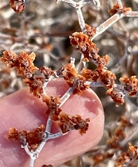 Eriogonum plumatella