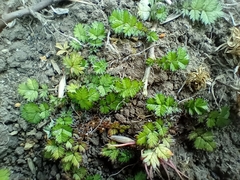 Acaena microphylla pauciglochidiata