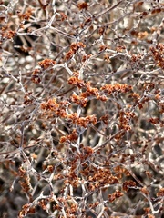 Eriogonum plumatella