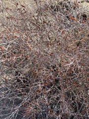 Eriogonum plumatella