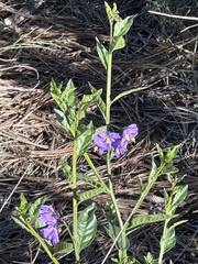 Solanum parishii