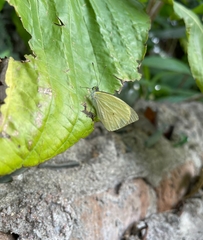 Lepidoptera