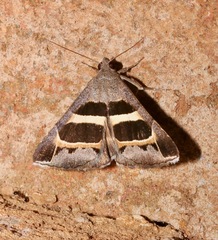 Grammodes