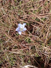 Gentiana spathacea