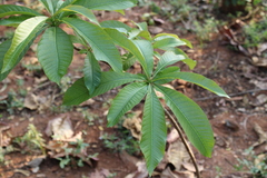 Couroupita guianensis
