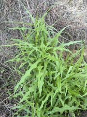 Caulanthus lasiophyllus