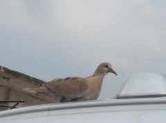 Streptopelia decaocto