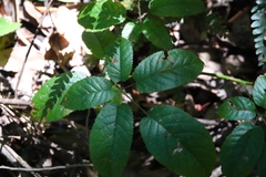 Rubus nebulosus