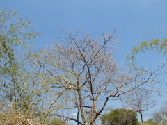 Lannea coromandelica