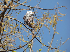 Lannea coromandelica