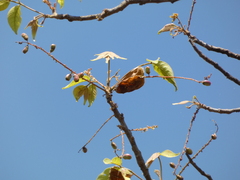 Lannea coromandelica