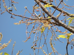 Lannea coromandelica