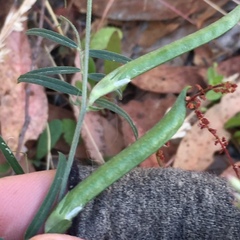 Vicia sativa