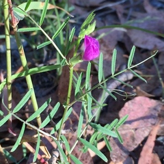 Vicia sativa