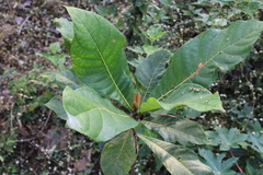 Elaeocarpus tuberculatus