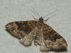 Epyaxa subidaria
