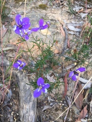 Cheiranthera linearis
