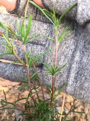 Cheiranthera linearis