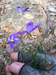 Cheiranthera linearis