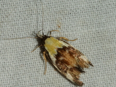 Eulechria clytophanes