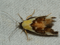 Eulechria clytophanes