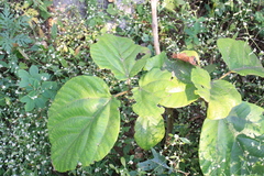 Ficus sycomorus